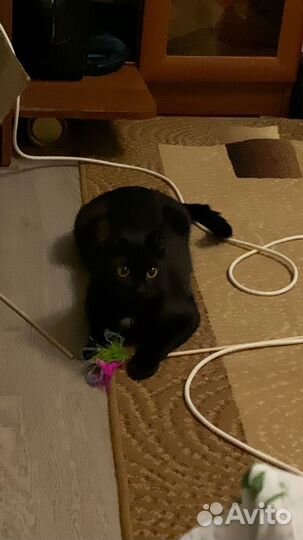 Коты в добрые руки