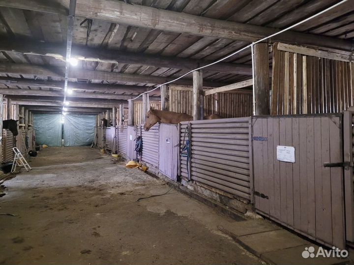 Постой лошадей