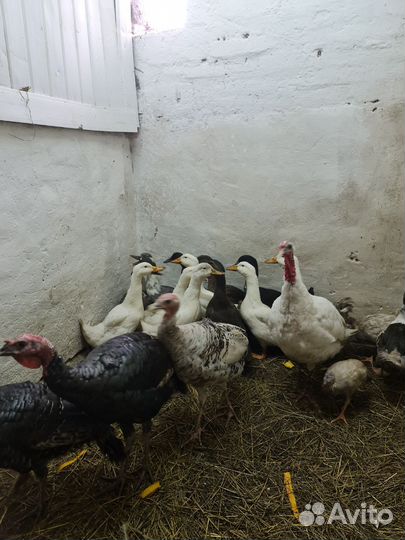 Куры молодки