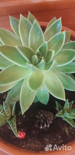 Сансевиерия.каменная роза-молодило