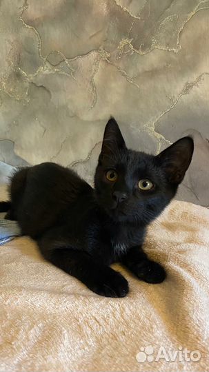 Черный котенок