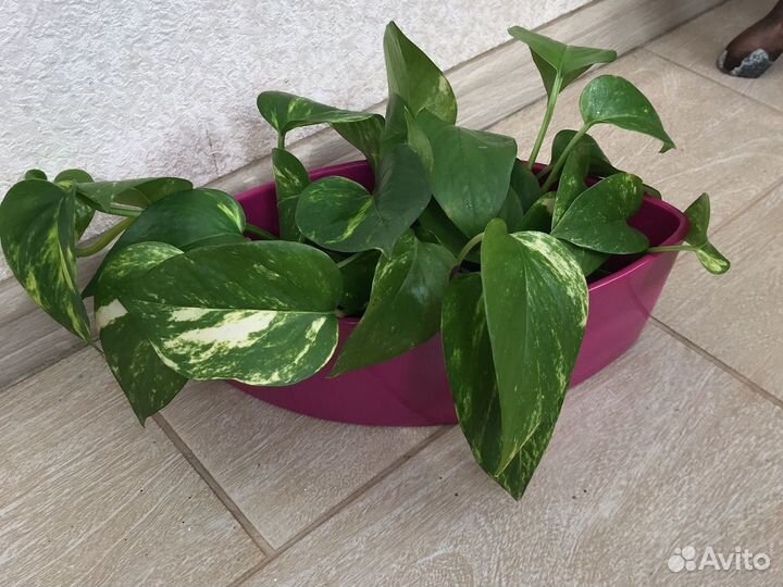 Сциндапсус/эпипремнум, горшок пластик большой