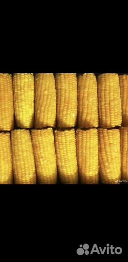 Кукуруза в початках