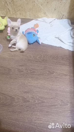 Мальчишки чишки