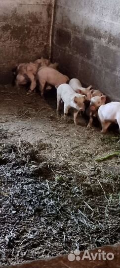 Поросята