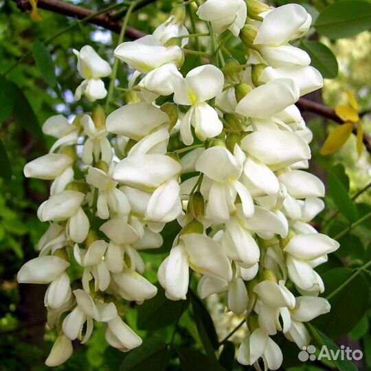 Альбиция,белая акация, хвойники, и многое другое