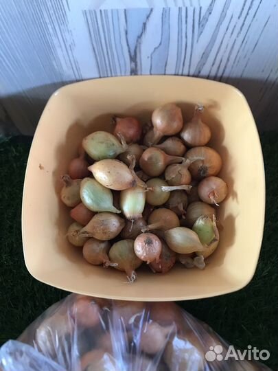 Лук - севок Штутгартер 0,5 кг