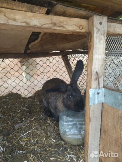 Домашний кролики