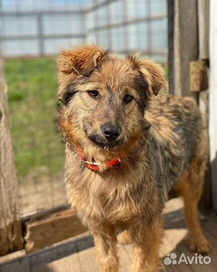 Отдаю щенка Мальву в добрые руки