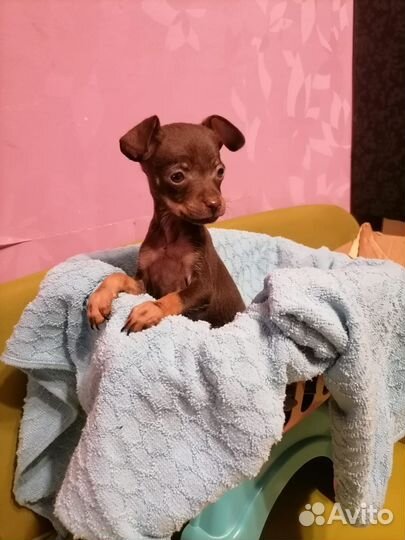 Той-терьер мальчики