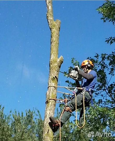 Спил деревьев