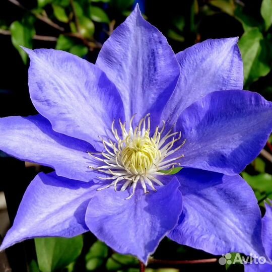 Клематис Бирюзинка
