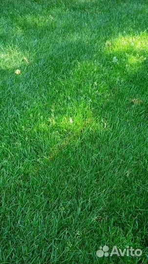Укладка и продажа газона