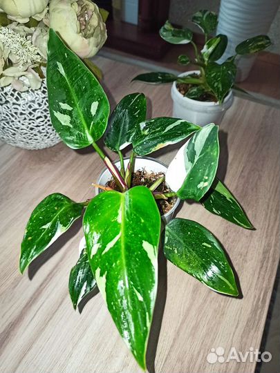 Филодендрон