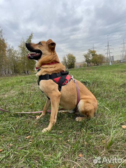 Активному Жаку невыносимо в приюте