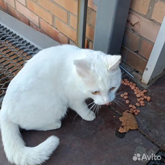 Кот в добрые руки