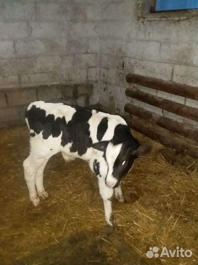 Телята Швицкой породы и др