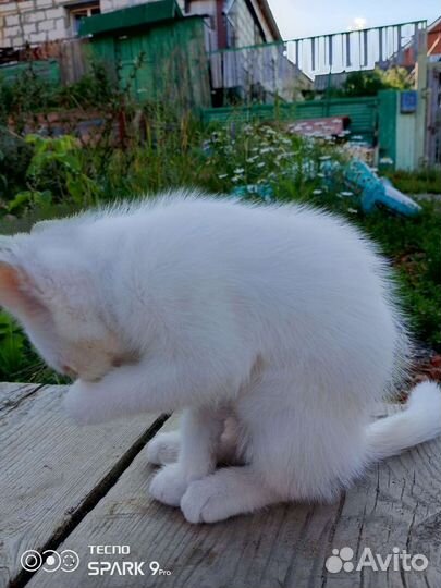 Кошка в дар