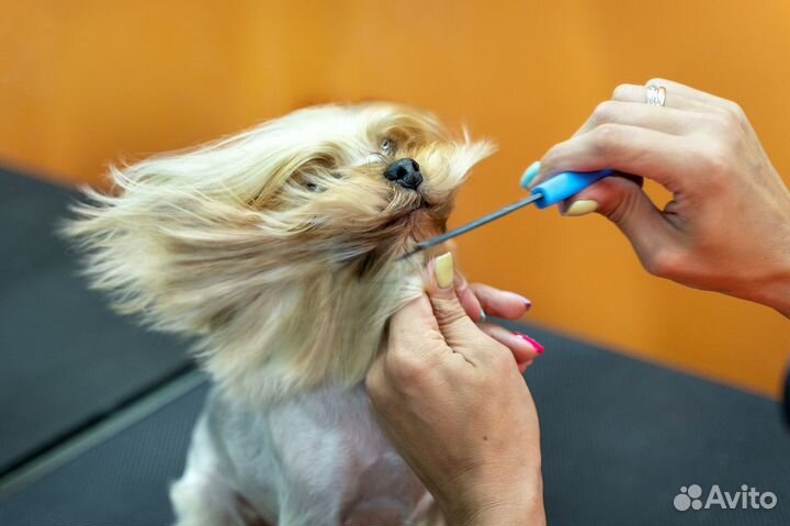 Стрижка собак (Бугры, Парнас,Мурино)