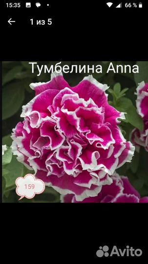 Вегетативная петуния Тумбелина