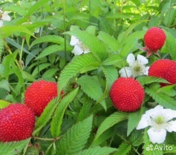 Тибетская малина