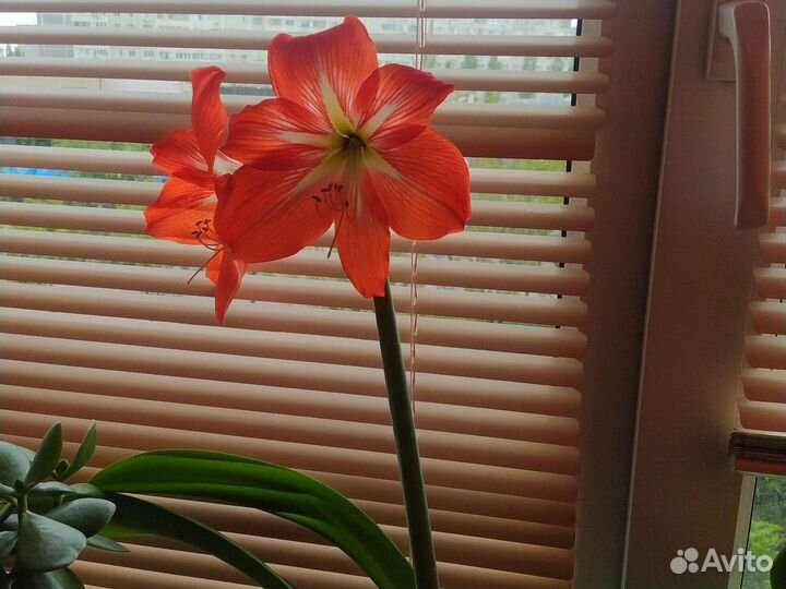 Гипиаструм