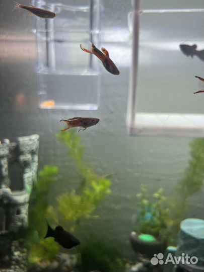 Гуппи эндлера