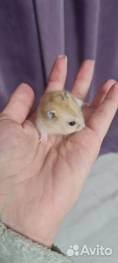 Джунгарский хомяк бесплатно