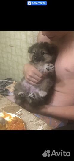 Отдам щенка