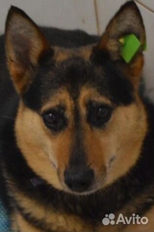 Собака грустит в приюте