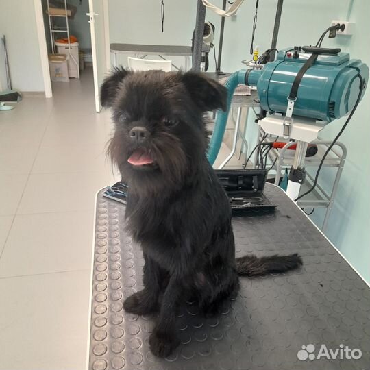 Стрижка собак груминг, кошек