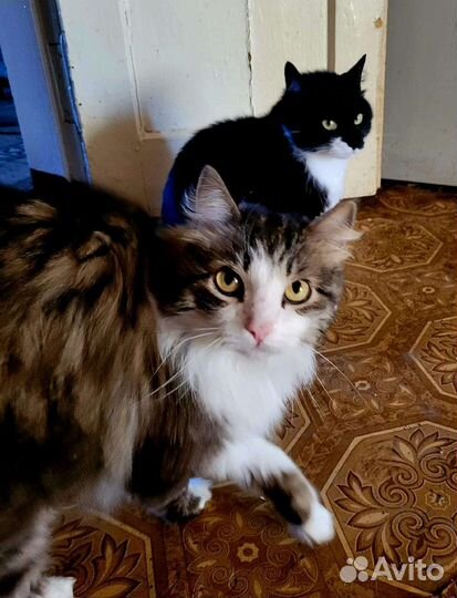 Кошки в добрые руки бесплатно