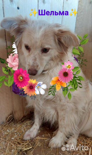 Белоснежка Шельма