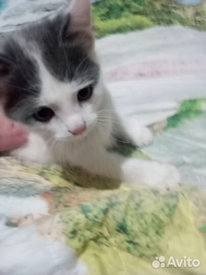 Отдам кошечку в добрые руки