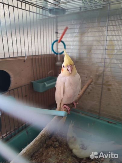 Попугаи корелла птенцы