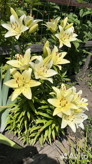 Лилия фисташково-белая