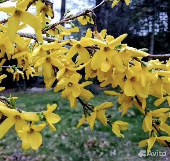 Форзиция саженцы