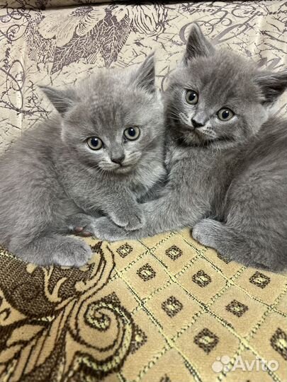 Британские котята