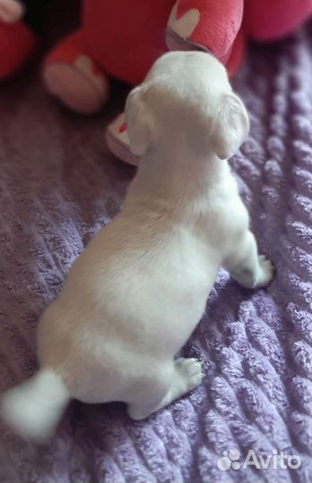 Джек Рассел терьерчики гл.ш с документами