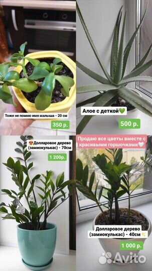 Комнатные цветы шефлера 100 см