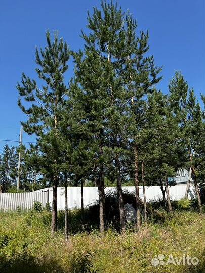 Сосна живая дерево