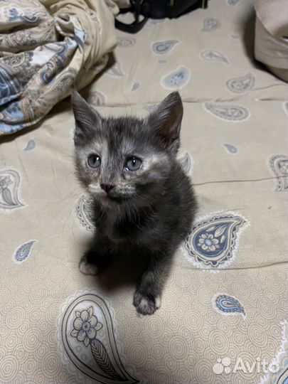 Отдаю котят