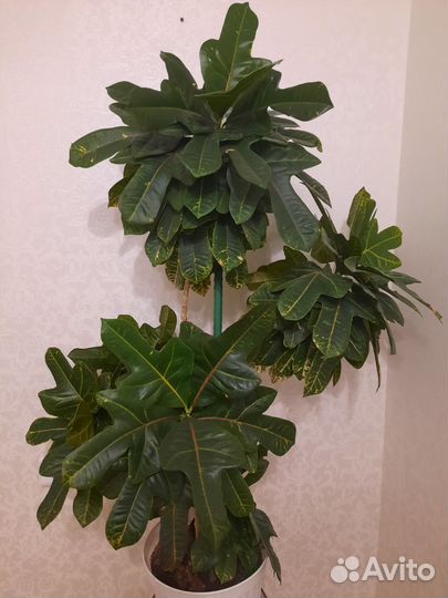 Кротон дуболистный