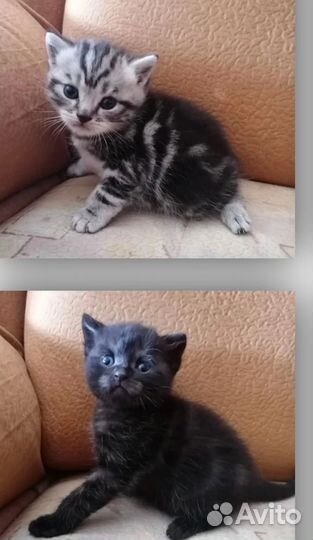 Британские котята