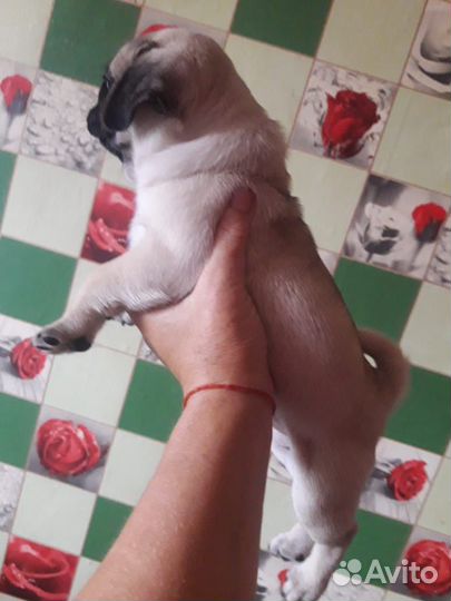 Щенок мопса девочка