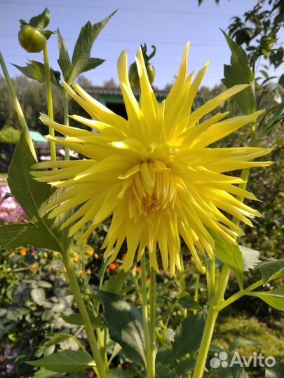 Георгины сортовые клубни