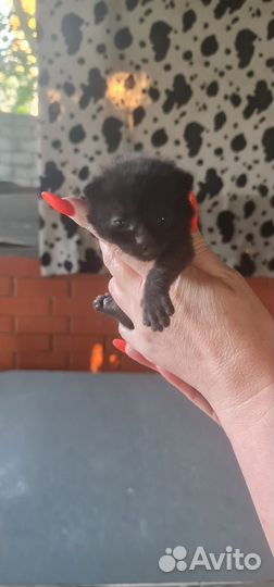 Британские вислоухие котята