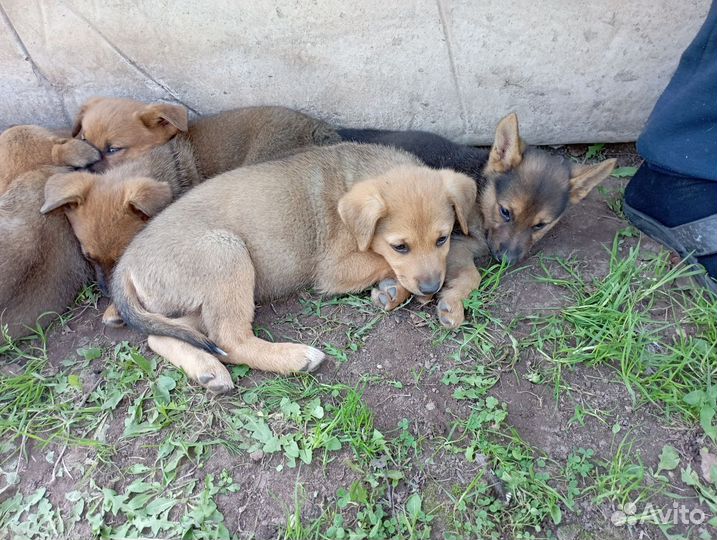 Отдаём щенят