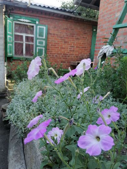 Дом 60 м² на участке 6 сот.