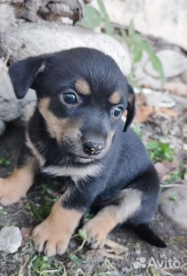 Мальчики и девочки в добрые руки